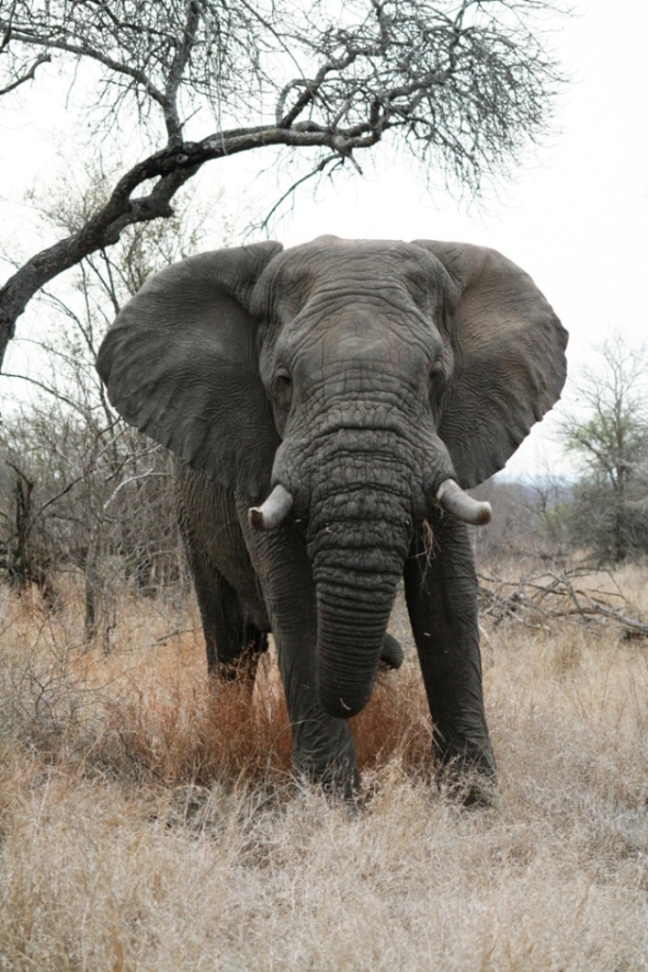 Elefante