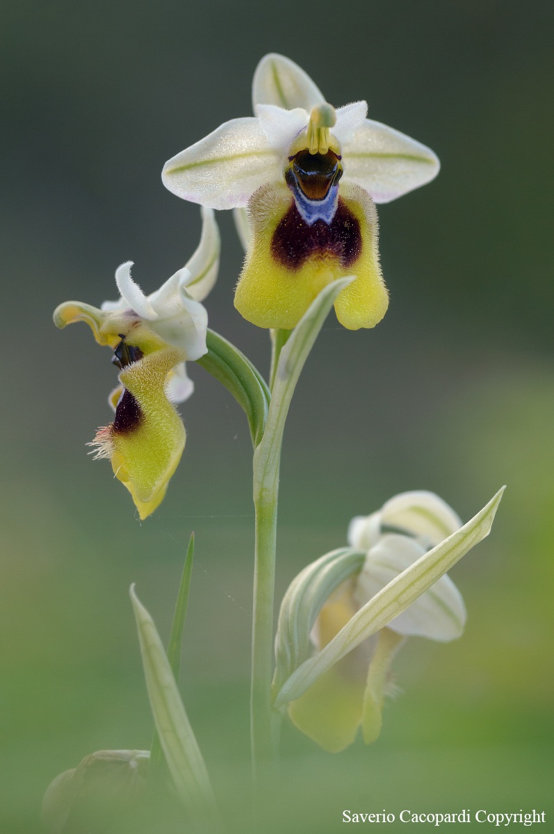 Ophrys tenthredinifera