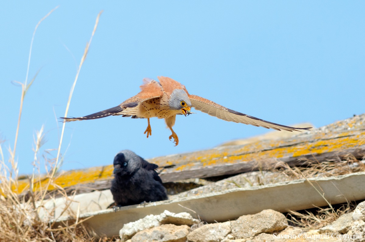 Neighbors little friendly ...