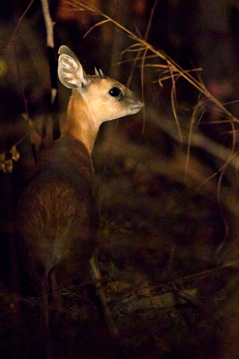 Grysbok di Sharpe - Sharpe's Grysbok - Raphicerus sharp