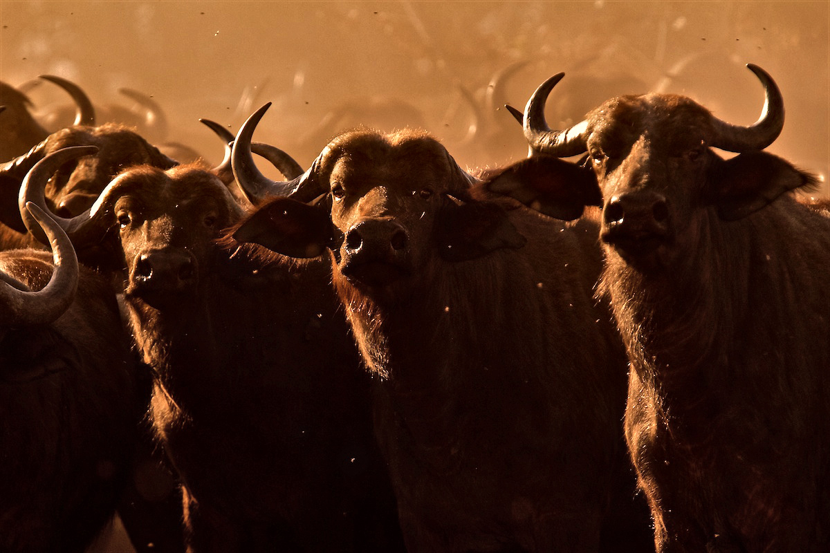 Bufalo - Syncerus caffer