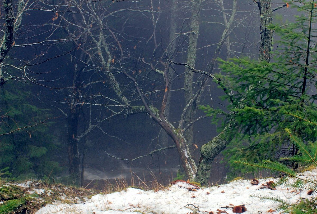 Bosco Tenebroso ( Pratomagno)