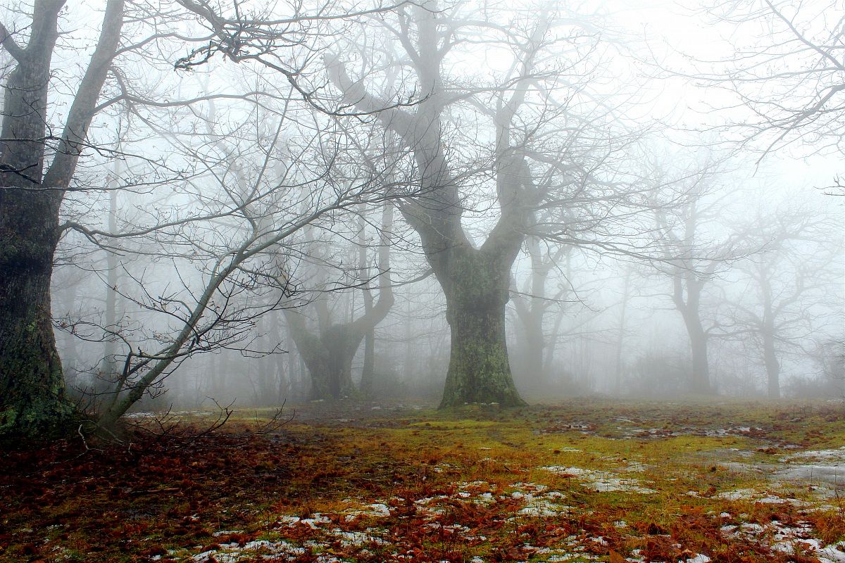 Castagni nella nebbia ( Pratomagno)