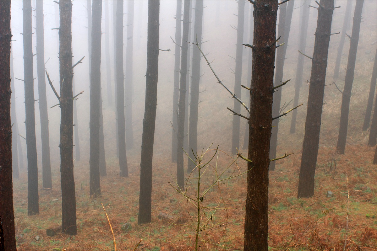 La Foresta ( Pratomagno)