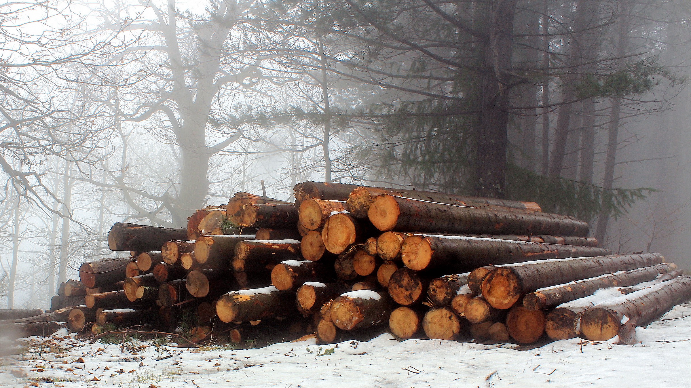 La Foresta del Pratomagno