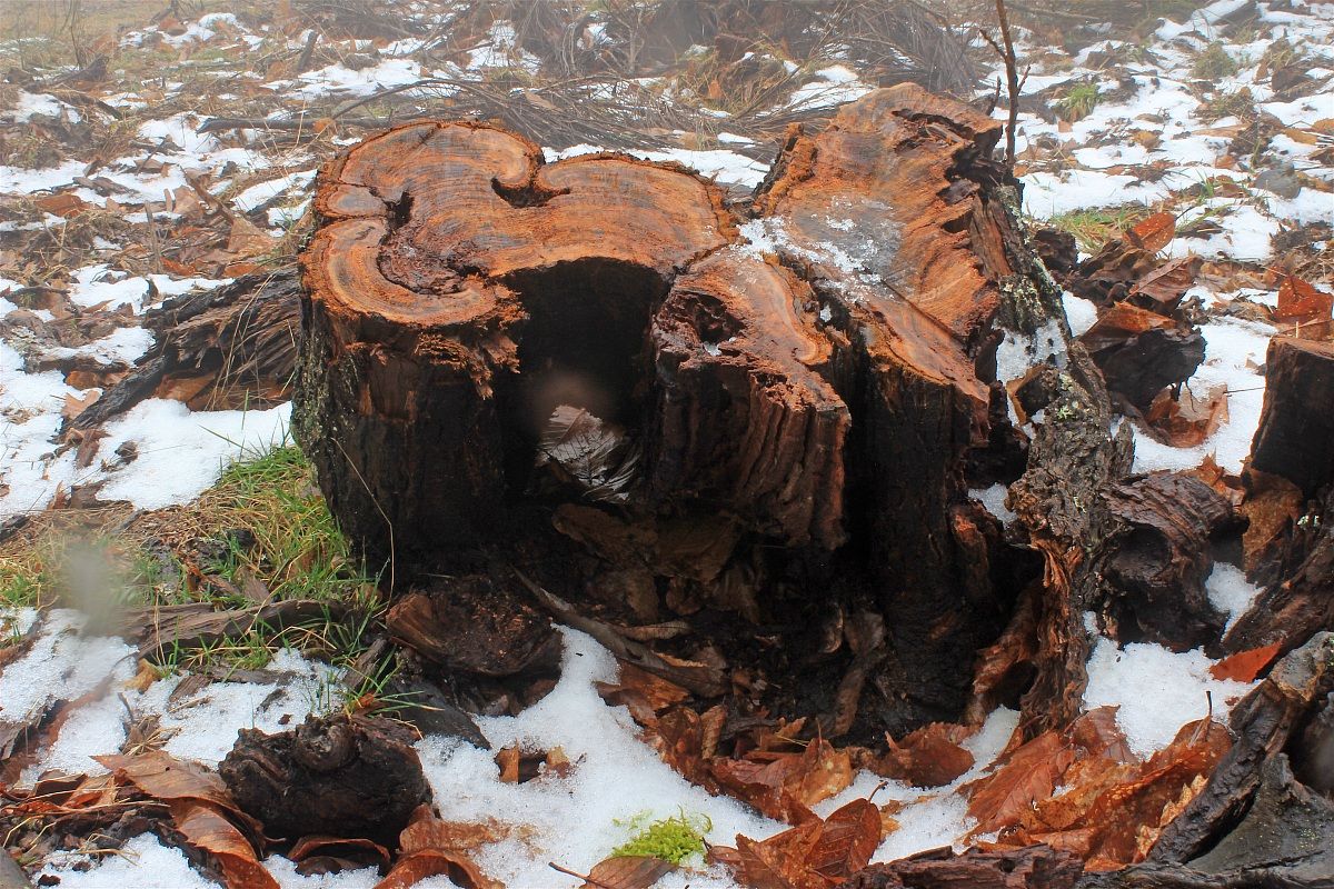 Il Sottobosco d'Inverno (Pratomagno)