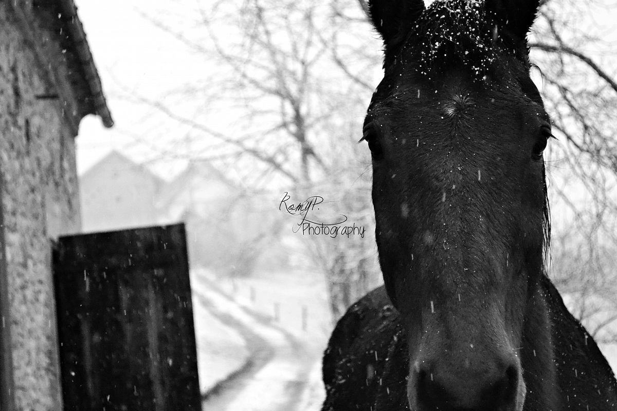 Horses saved our life.