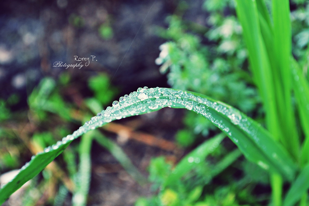 Dew drops