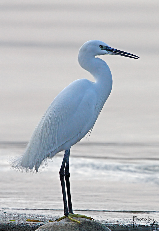 Egret!