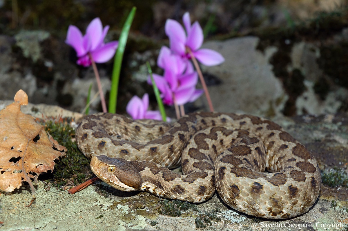 Insidia nel sottobosco