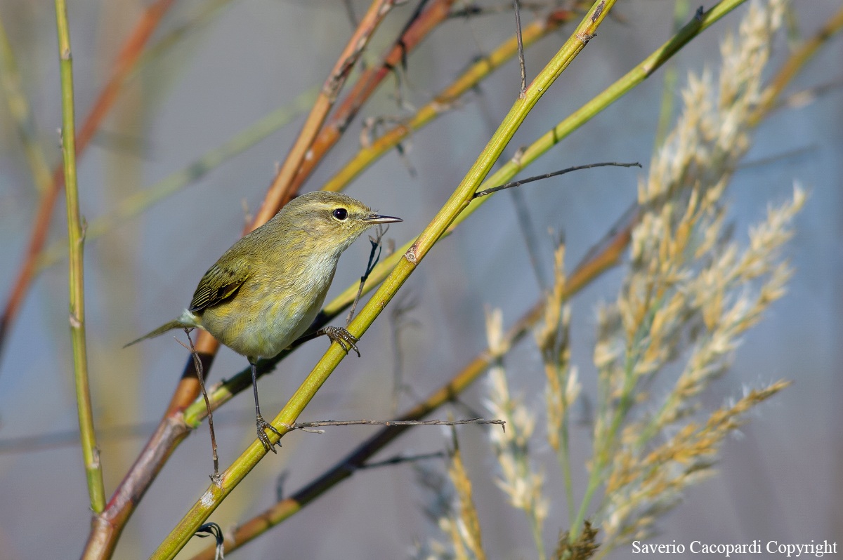Chiffchaff