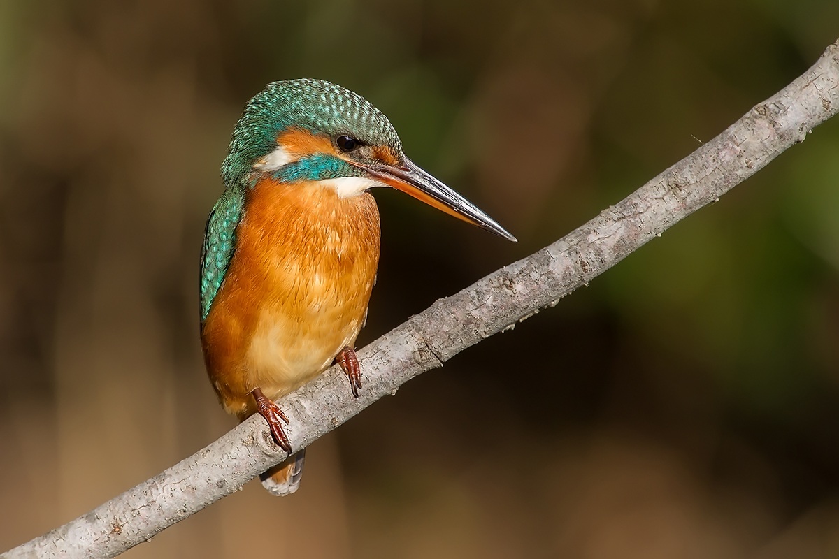 Kingfisher