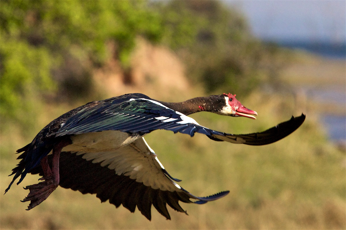 Oca dallo sperone - Spur-winged Goose - Plectropterus g