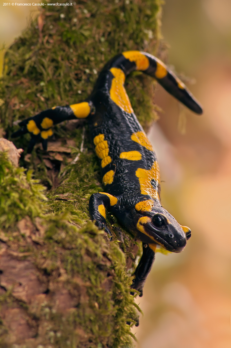 Salamandra salamandra Linnaeus, 1758