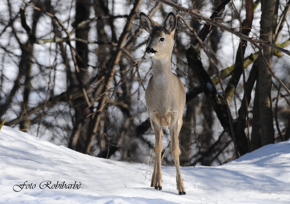 Capriolo...stupito...