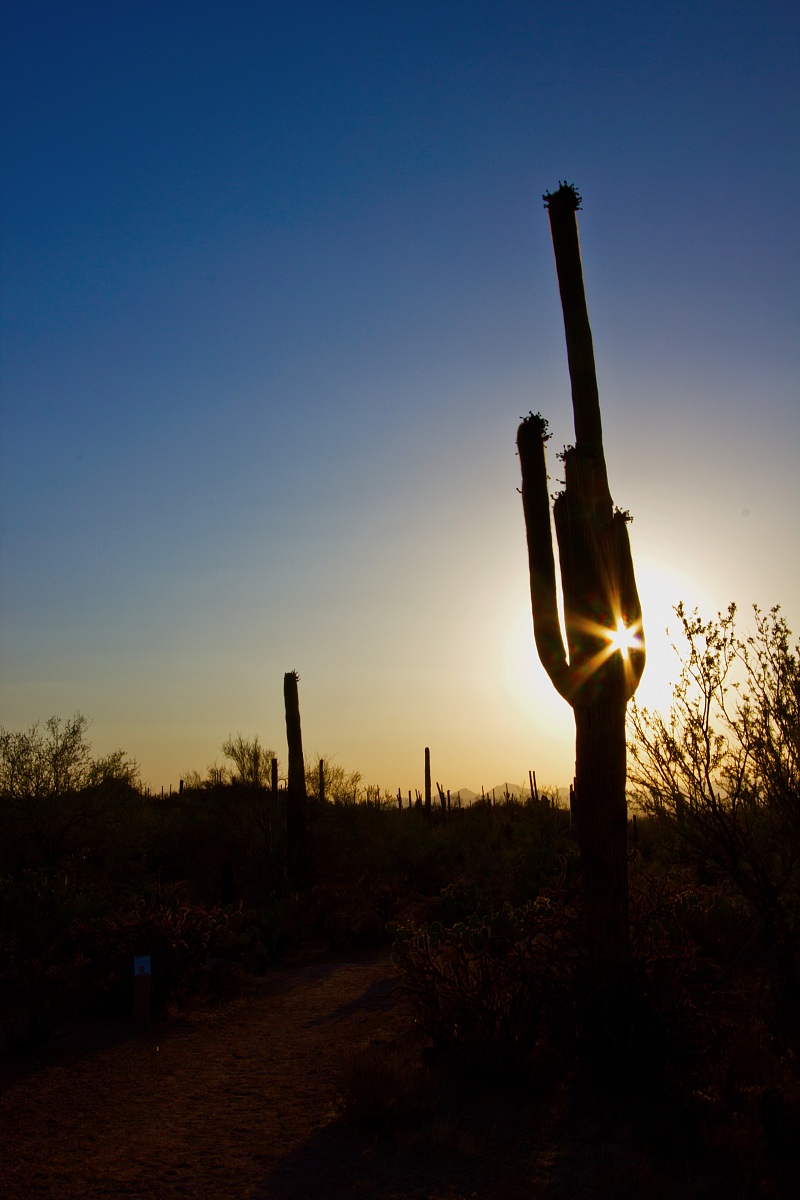 Saguaro n.p., Arizona