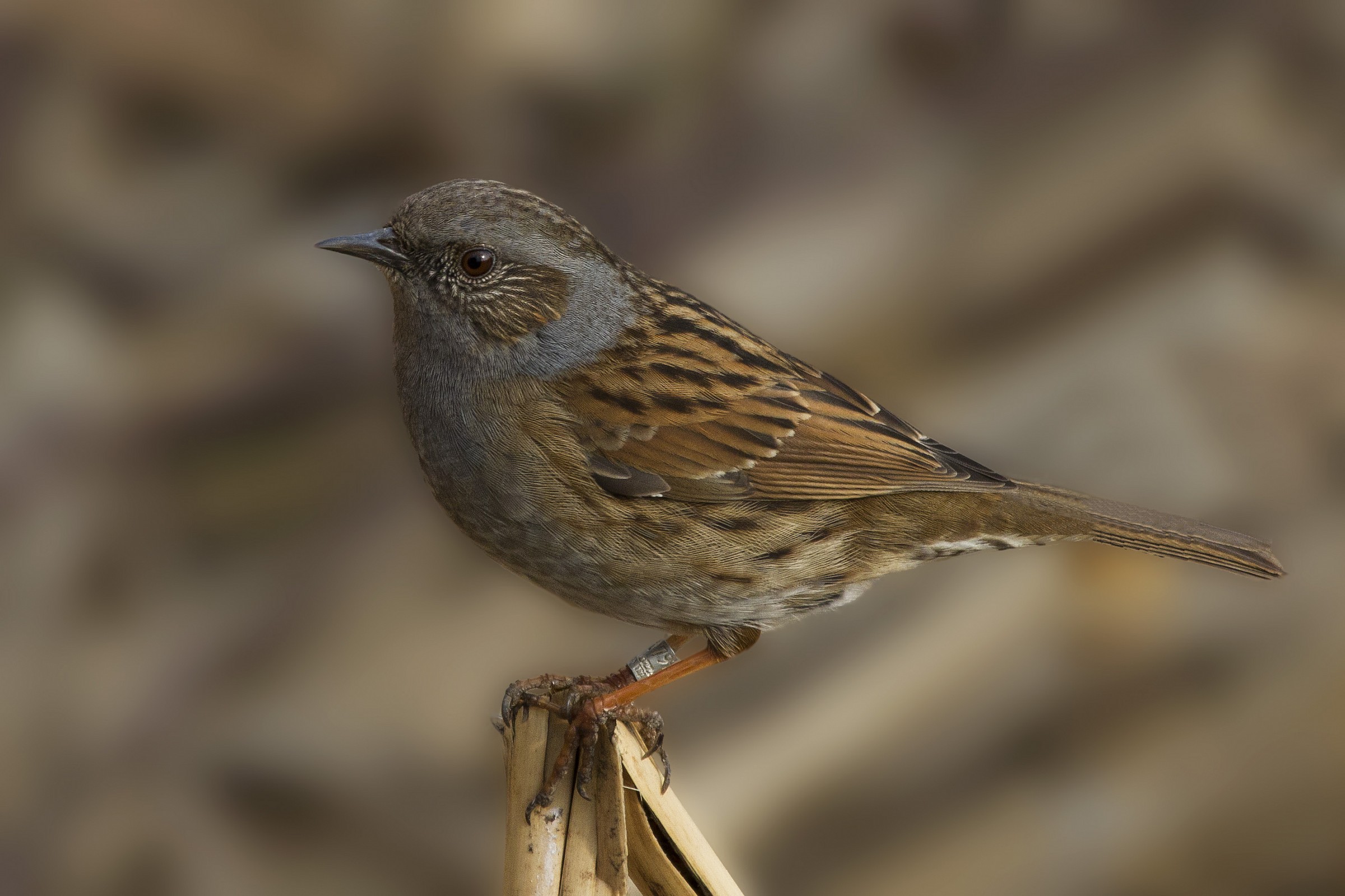 Passera scopaiola migliorata