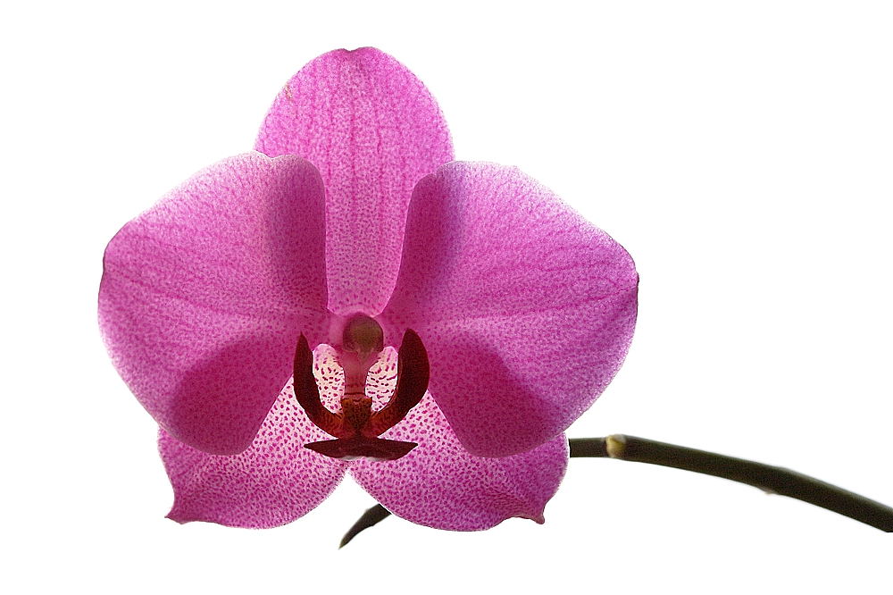 La mia Orchidea
