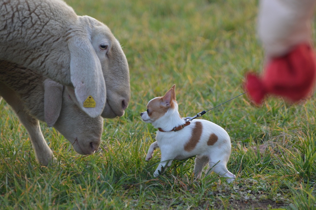 pecora e cane