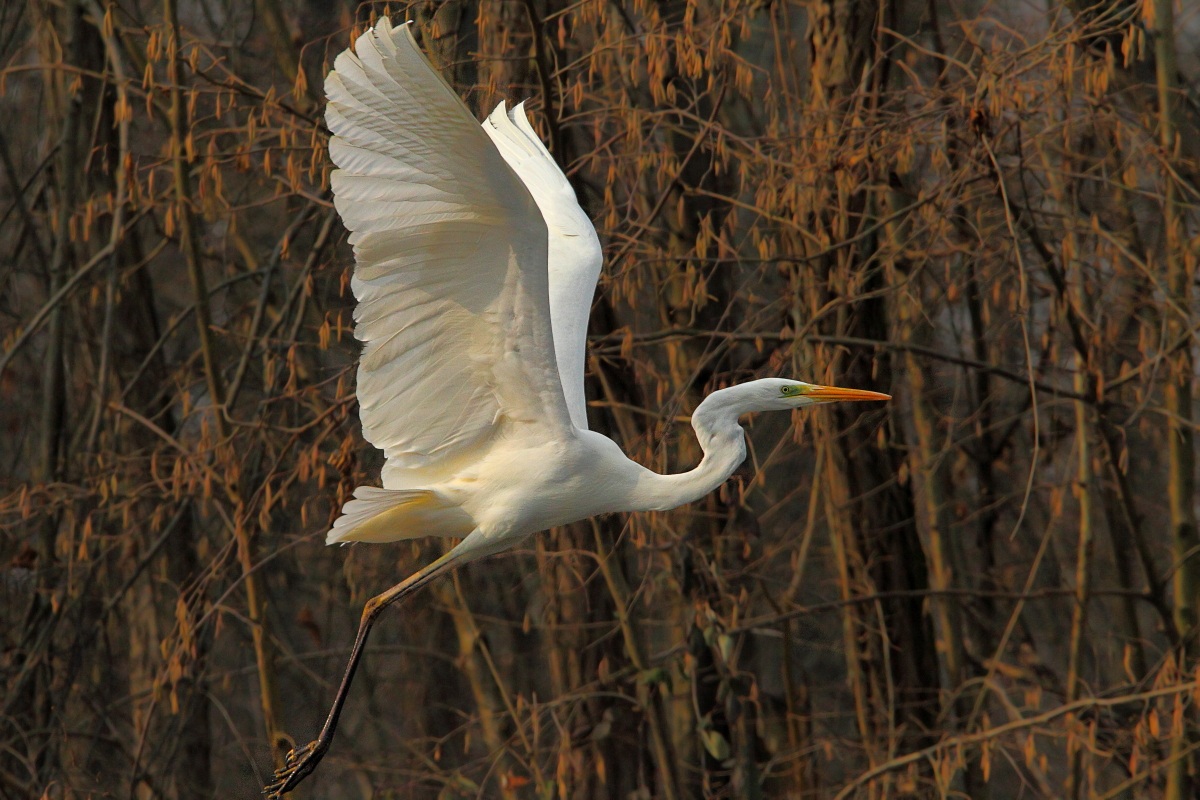 Airone bianco maggiore