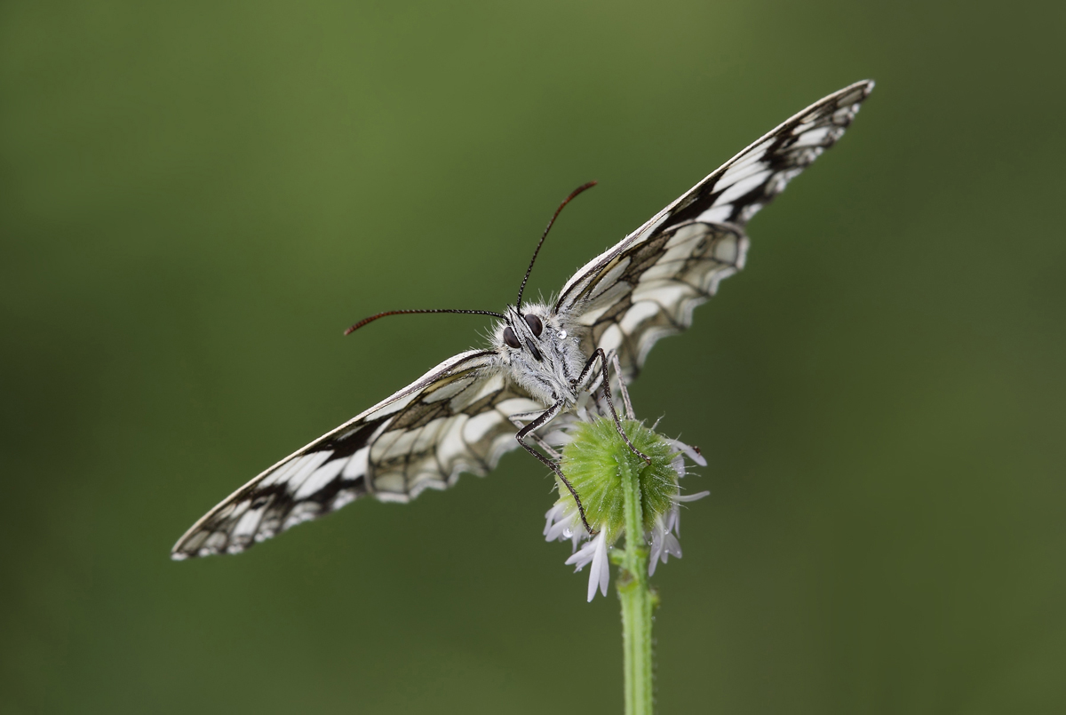 Melanargia Galathea in virata...