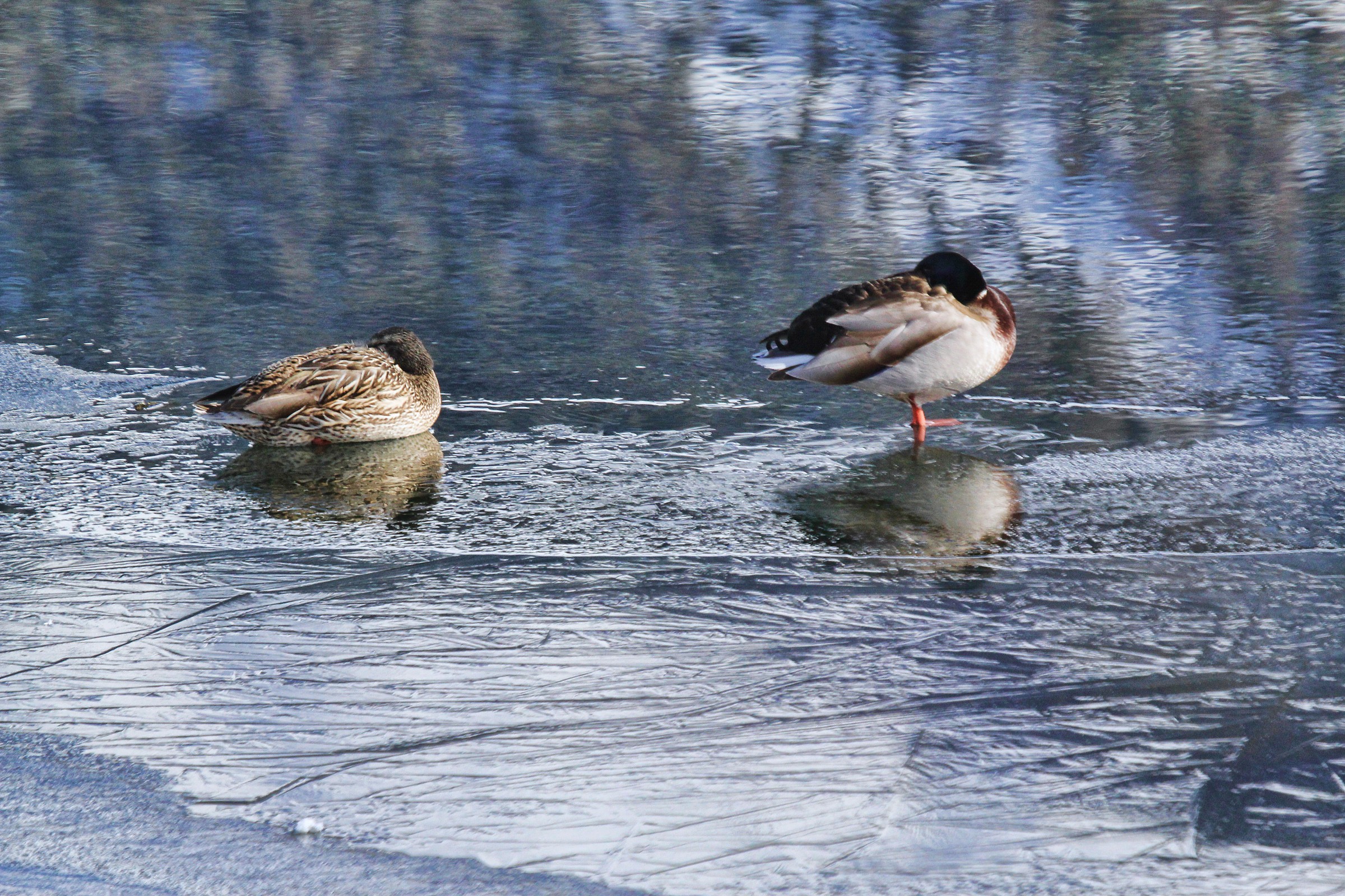 brrrr ... the cold 'water today
