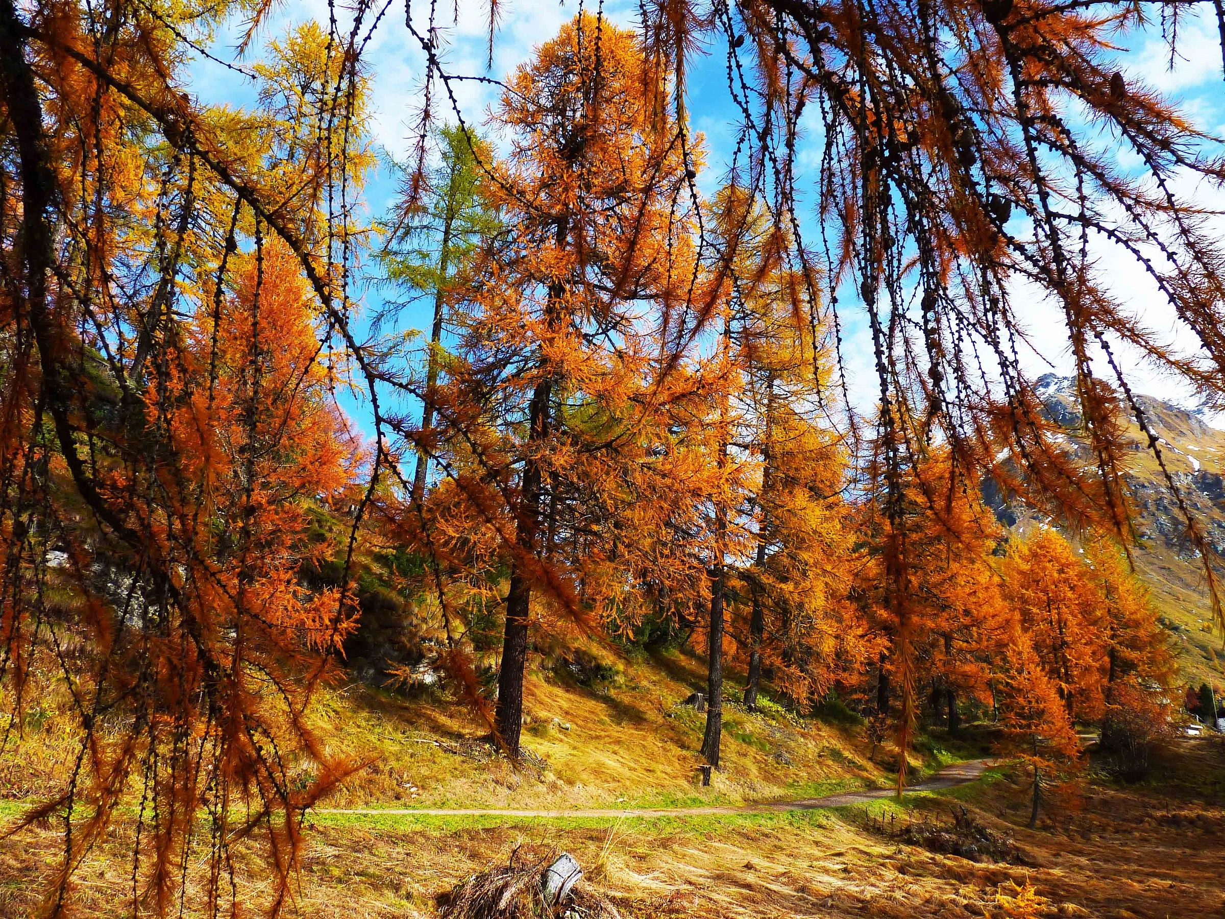 Valle Engadina (Svizzera)