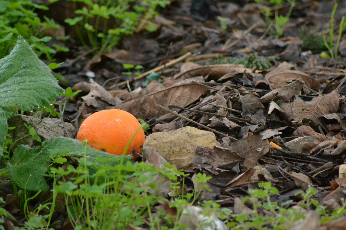 the end of an orange