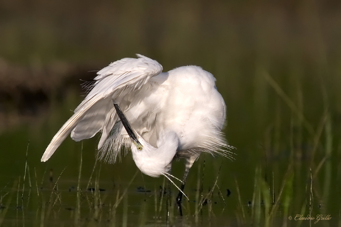 Egret