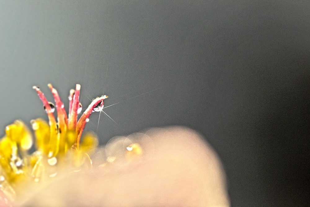 A star among the pistils ....