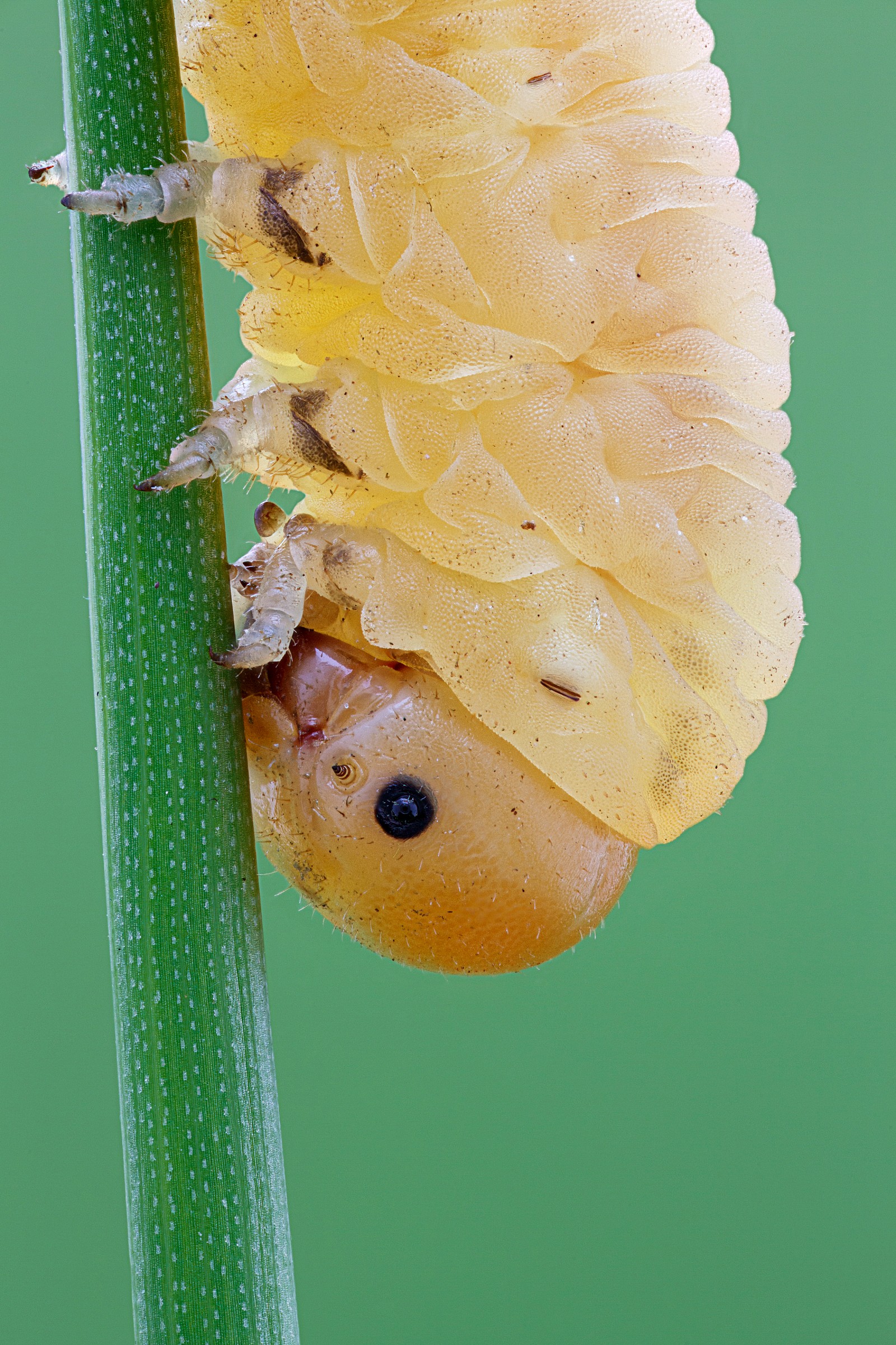 Larva Sawfly vista stretta