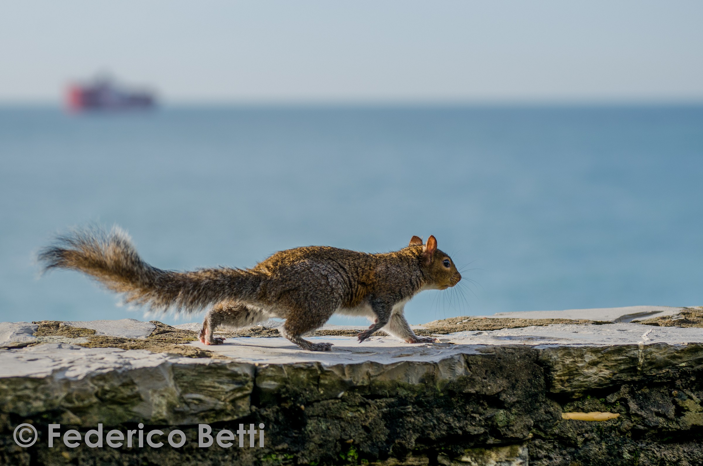 Scoiattolo dei parchi di Nervi