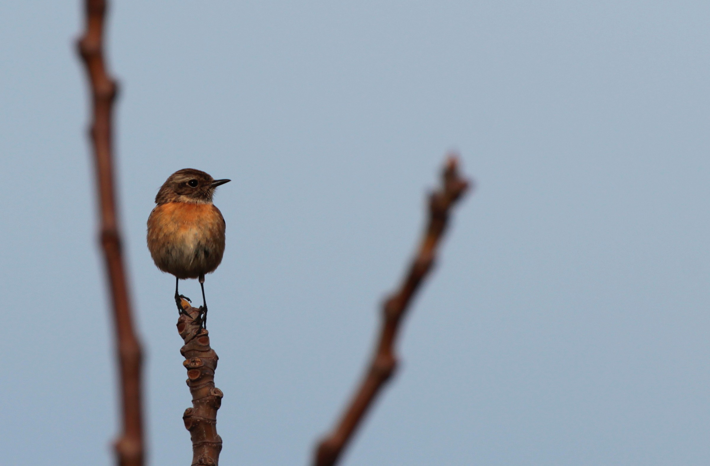 The loneliness of the stonechat