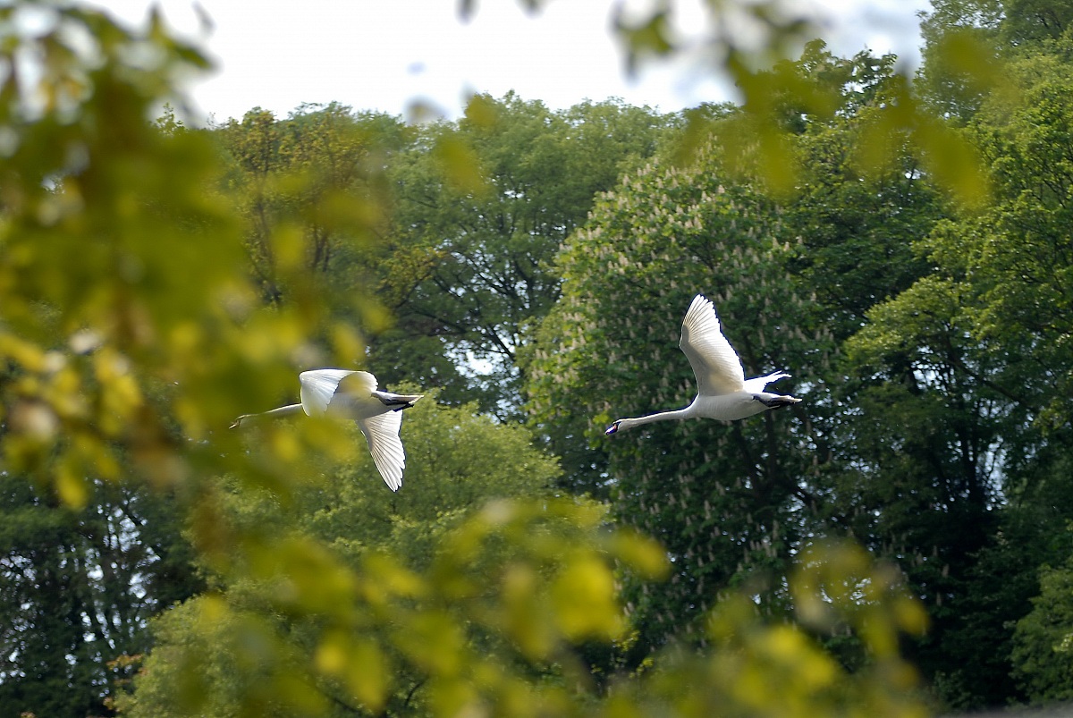 Copy of swans in flight