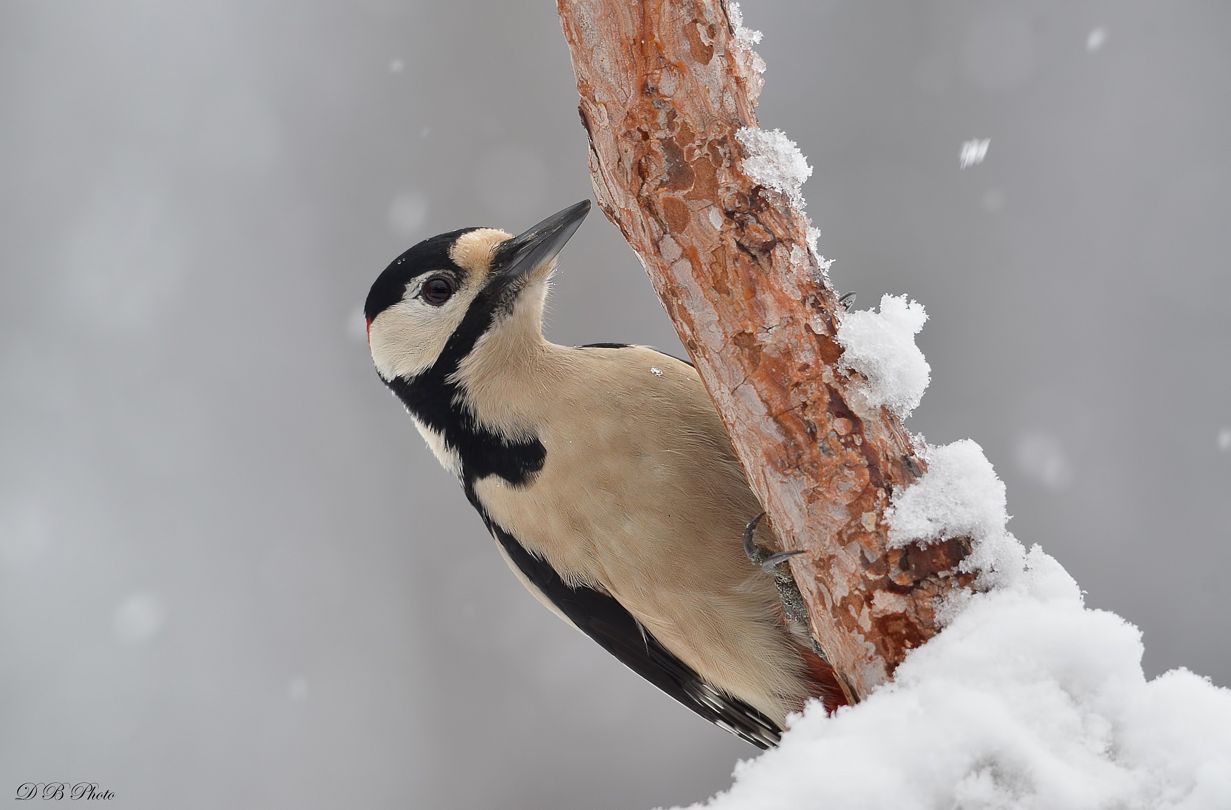 Ritratto picchio rosso maggiore maschio.