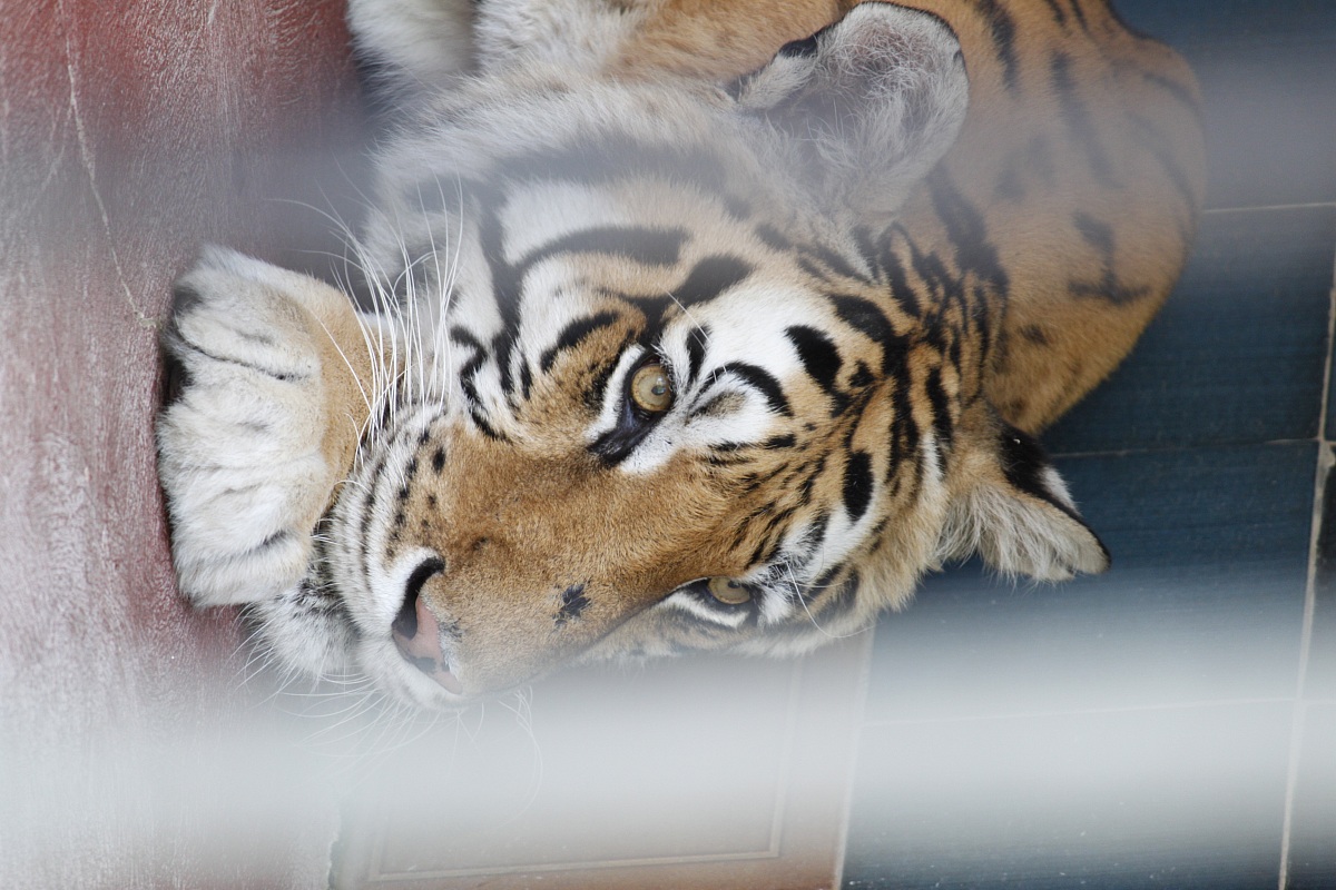 Tigre in Cattività...