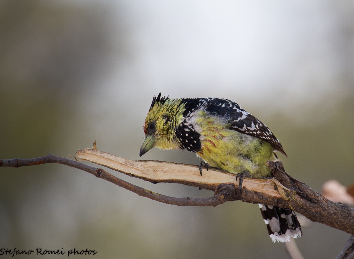 barbet crestato