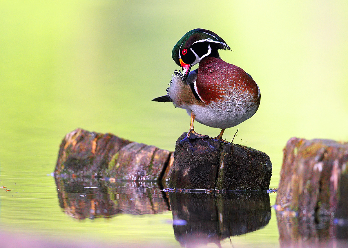 Wood Duck