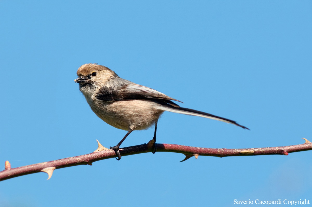 Long-tailed Tit Sicilian