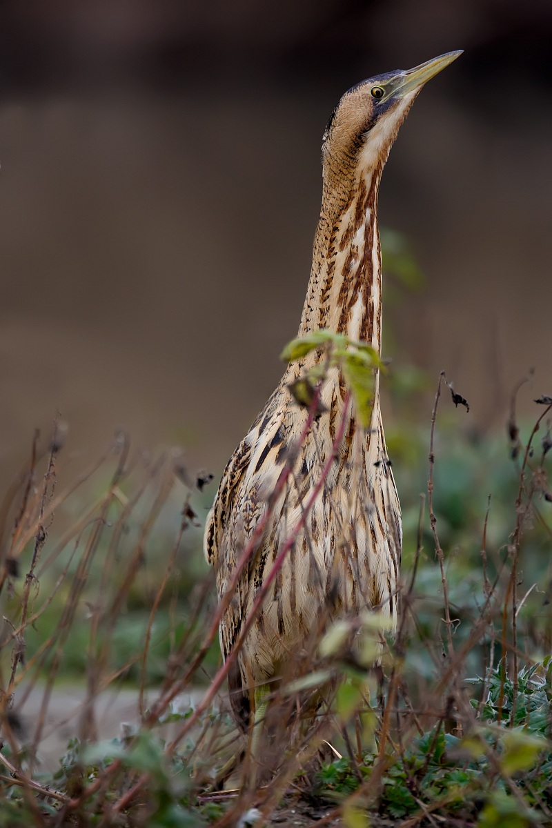 Mai allo scoperto...
