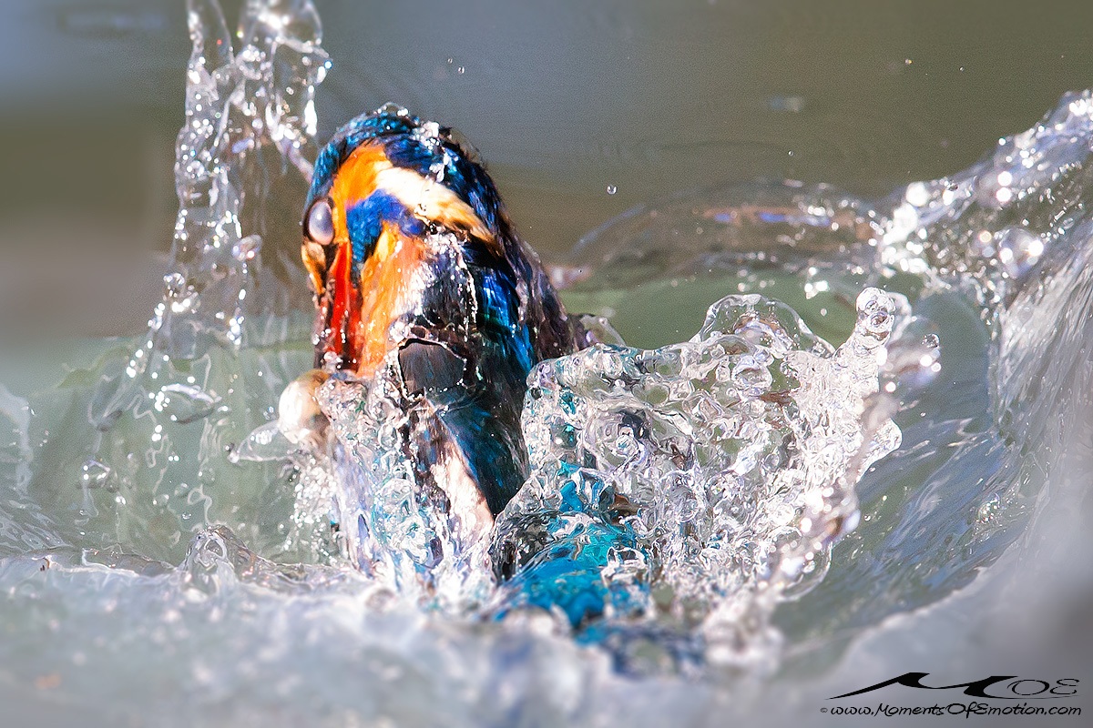 In uscita dall'acqua con preda