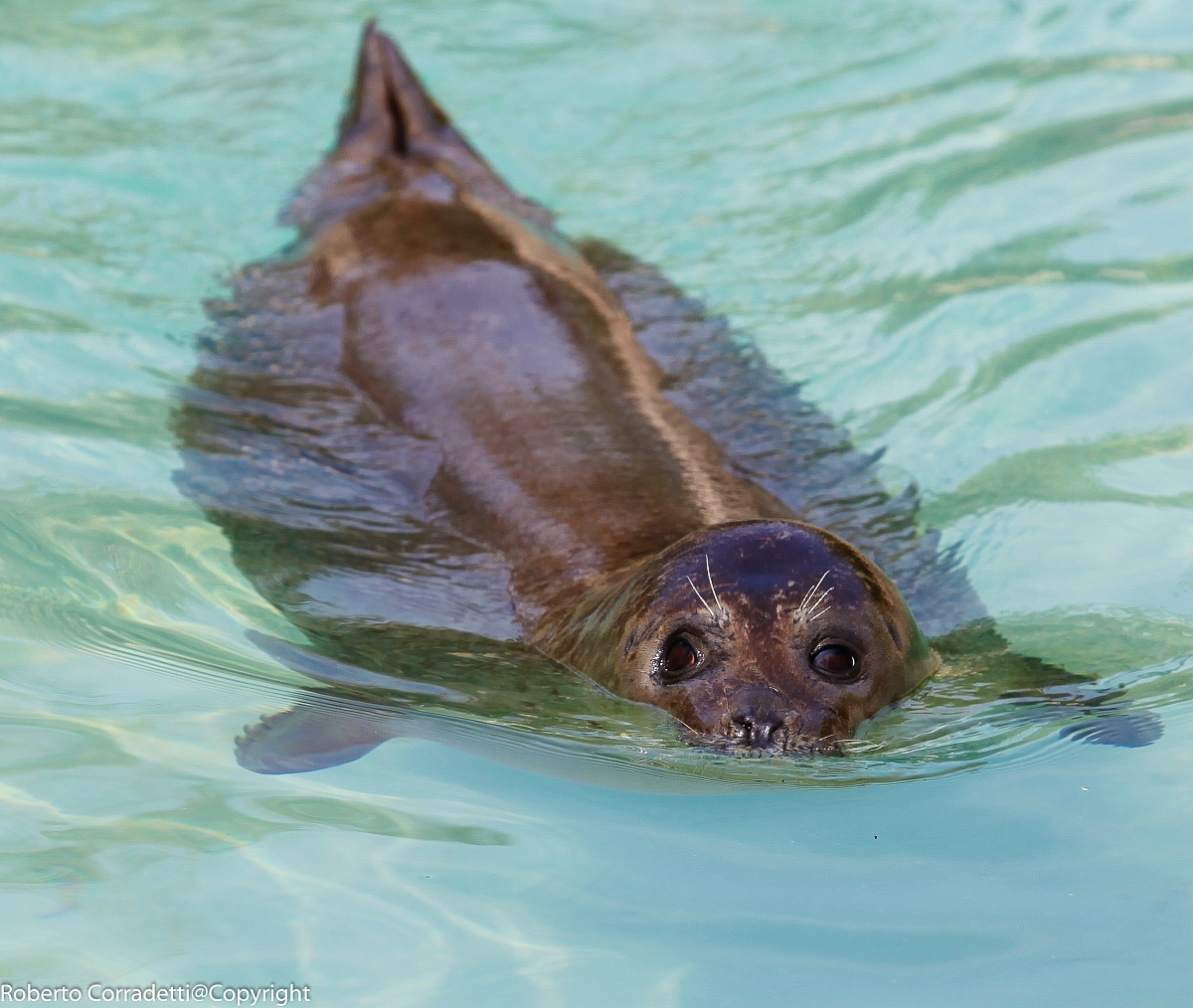 animal in captivity '