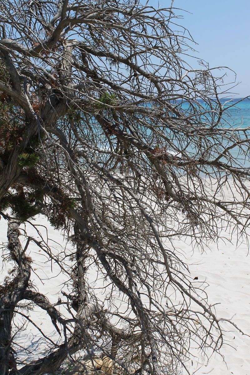 Tra rami e mari Sardegna