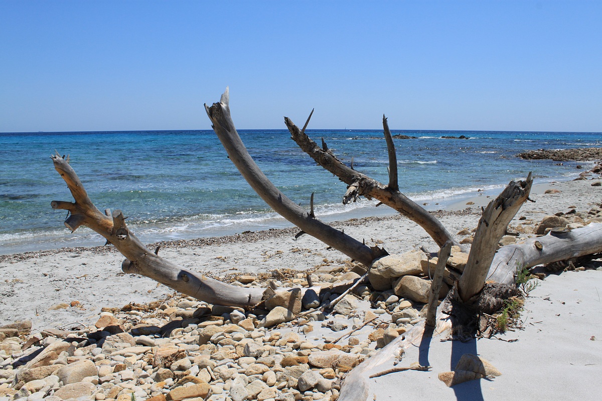 Natural oasis Bidderosa Sardinia