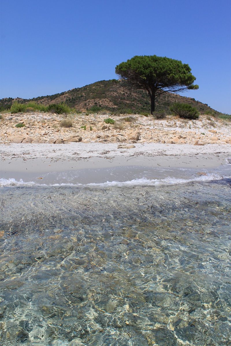 L'albero solitario Sardegna
