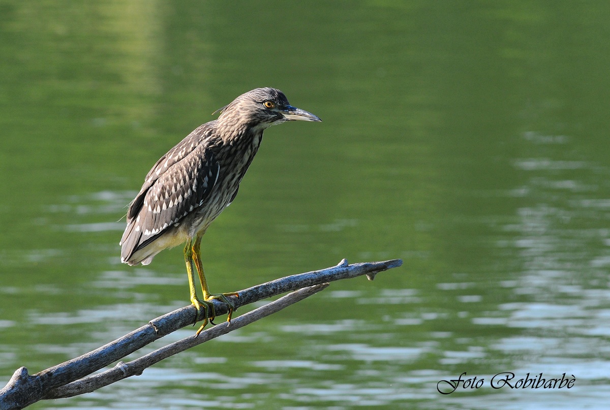 Nitticora...immaturo...