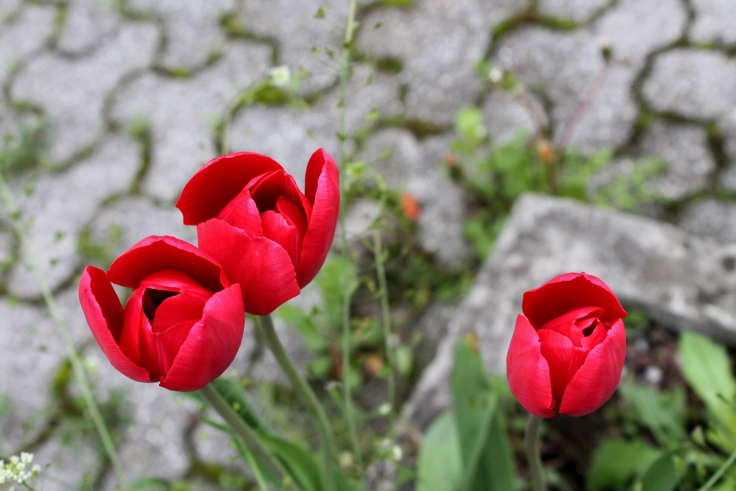 Un Tris Di Tulipani...