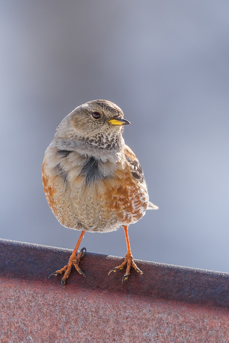 Sordone - Valle Orco