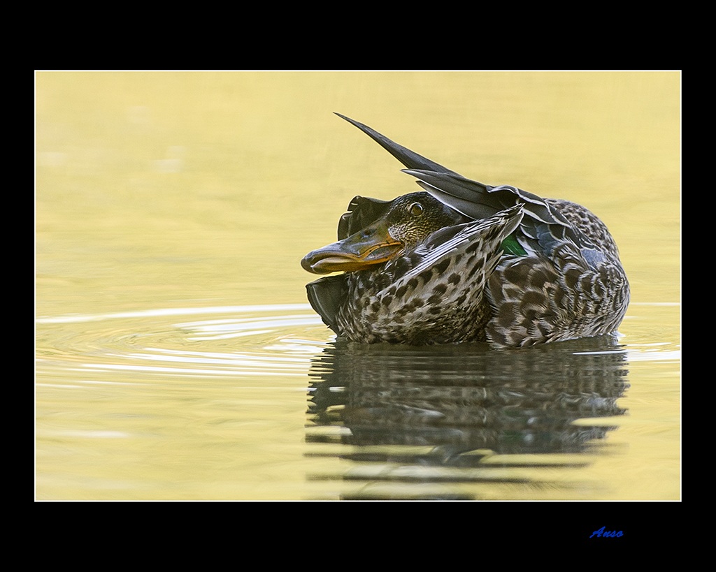 Shoveler - deserved rest