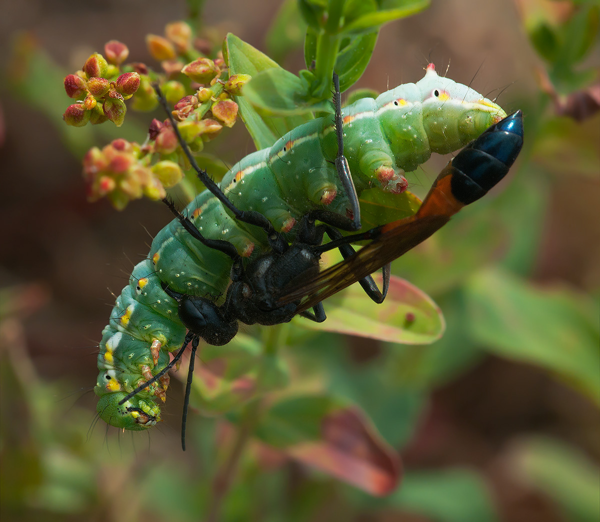 Red-fasciato Sand Wasp